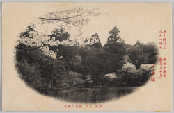 伊勢 外宮 曲池の桜花 / Ise Jingu Shrine, Geku, Cherry Blossoms Around the Pond image