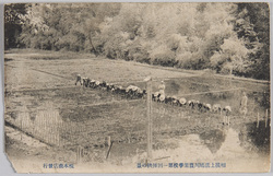 相模上溝鳩川農業学校 第一回挿秧の景 / Sagami Kamimizo Hatogawa Agricultural School, Scene of the First Rice Planting Session image