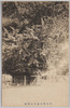 熊野森大公孫樹/The Great Gingko Tree of Kumano Forest image