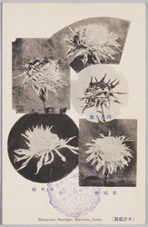 栽菊五種(中山松林圃) / Five Chrysanthemum Cultivars (Nakayama Shōrimpo) image