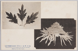 名花男山と其葉(中山松林圃育成) / Celebrated Flower Otokoyama and Its Leaves (Grown in the Nakayama Shōrimpo Chrysanthemum Gardens) image