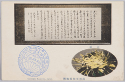 武州川和松林圃、金盃 / Shōrimpo Chrysanthemum Gardens, Kawawa, Bushū: Chrysanthemum Kimpai image