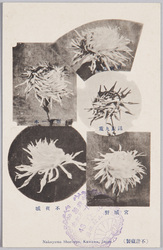 栽菊五種(中山松林圃) / Five Chrysanthemum Cultivars (Nakayama Shōrimpo Chrysanthemum Gardens) image