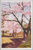 箱根名所　小涌谷の桜/Famous Views of Hakone: Cherry Blossoms of Kowakudani image