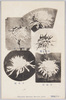 栽菊5種(中山松林圃)/Five Chrysanthemum Cultivars (Nakayama Shōrimpo Chrysanthemum Gardens) image