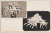 武州川和中山松林圃育成正菊模範花/Model Flowers of Chrysanthemums Grown at the Nakayama Shōrimpo Chrysanthemum Gardens, Kawawa, Bushū image