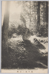 万年松ノ古跡 / Historical Site of Mannen Matsu Pine Tree image