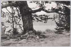 橋立公園一声松 / Hitokoematsu Pine Tree at Hashidate Park image