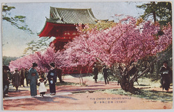 (京都名所)御室仁和寺ノ桜 / (Famous Views of Kyoto) Cherry Blossoms at the Omuro Ninnaji Temple image