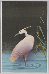 [コサギ] / [Little Egret] image