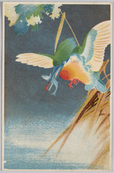 [カワセミ] / [Common Kingfisher] image