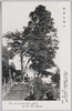一本杉　みちしるべ/A Solitary Cedar Tree, Guidepost image