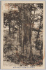 甲州身延七面山奥ノ院御神木/Shichimensan Okunoin Temple, Minobe, Kōshū: Sacred Tree image