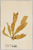 はばのり　褐色藻類/Habanori (Phyllitis Fascia Kuetz), Brown Algae image