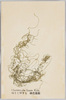 ほそじゆずも　　緑色藻類/Hosojuzumo (Chaetomorpha Linum Kutz), Green Algae image