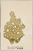 かごめのり　褐色藻類/Kagomenori (Hydroclathrus Cancellatus Bory), Brown Algae image