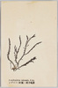 とげのり（紅藻）　種子島産/Togenori (Acanthophora Orientalis J. Ag.), Red Algae, From Tanegashima Island image