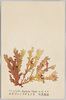 ほそばのとさがもどき　紅色藻類/Hosoba no Tosagamodoki (Callophyllis Japonica Okam), Red Algae image
