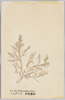 うぶげくさ　紅色藻類/Ubugekusa (Spyridia Filamentosa Harv.), Red Algae image