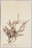 てんくさ　てんくさ科/Tenkusa (Gelidium Cartilagineum, Grev.), Gelidiaceae image