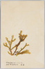 ふとやなぎのり　紅藻/Futoyanaginori (Chondria Crassicaulis Harv.), Red Algae image