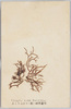 ふくろふのり(紅)糊料食用/Fukurofunori (Gloiopeltis Furcata (Postels et Ruprecht) J.Agardh, Red Algae, Edible and Used for Adhesive image