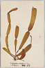 かやものり　(褐藻)食用/Kayamonori (Scytosiphon Lomentaria (Lyngbye) Link), Brown Algae, Edible image