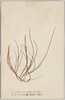 おごのり　(紅藻)刺肉二配ス/Ogonori (Gracilaria Verrucosa Papenfuss), Red Algae, Used as a Garnish to Sashimi (Raw Fish) image