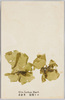 あをさ　食用トス/Aosa (Ulva Lactuca Hauck), Edible image