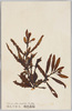 ほんだわら　褐色藻類/Hondawara (Sargassum Fulvellum C.Ag.), Brown Algae image