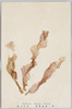 あまのり　浅草海苔ヲ製ス/Amanori (Porphyra Tenera Kjellm.), Processed to Make Asakusa Nori image