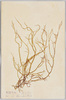 いばらのり　紅色藻類/Ibaranori (Hypnea Charoides Lamouroux), Red Algae image