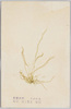 あおのり　緑色藻類/Aonori (Enteromorpha), Green Algae image