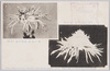 武州川和中山松林圃育成正菊模範花/Model Flowers of Chrysanthemums Grown at the Nakayama Shōrimpo Chrysanthemum Gardens, Kawawa, Bushū image