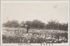 蒲田菖蒲園/Kamata Iris Garden image