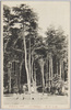 駒止の松(飯能遊覧地)/Komadome no Matsu Pine Tree (Hannō Pleasure Resort) image
