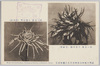武州川和中山松林圃育成正菊模範花/Model Flowers of Chrysanthemums Grown at the Nakayama Shōrimpo Chrysanthemum Gardens, Kawawa, Bushū image