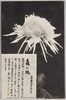 松林圃栽菊千種之内　喜の鶴/Part of the Variety of Chrysanthemums Cultivated at Shōrimpo, Yorokobi no Tsuru image