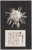 松林圃栽菊千種之内　男山/Part of the Variety of Chrysanthemums Cultivated at Shōrimpo, Otokoyama image