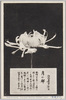松林圃栽菊千種之内　月の都/Part of the Variety of Chrysanthemums Cultivated at Shōrimpo, Tsuki no Miyako image