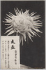 松林圃栽菊千種之内　天盃/Part of the Variety of Chrysanthemums Cultivated at Shōrimpo, Tempai image