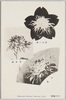 野中の庵　日本魂　金盃/Nonaka no Iori, Yamato Damashii, Kimpai image