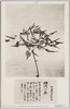 松林圃栽菊千種之内　神代の衣/Part of the Variety of Chrysanthemums Cultivated at Shōrimpo, Kamiyo no Koromo image