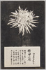 松林圃栽菊千種之内　精神一到/Part of the Variety of Chrysanthemums Cultivated at Shōrimpo, Seishin Ittō image