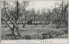 水戸公園梅林/Plum Grove in Mito Park image