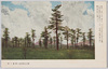国立公園日光　戦場ケ原/Nikkō National Park, Senjōgahara image