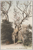 杉田梅林(養老梅)/Sugita Plum Grove (Yōrōbai) image