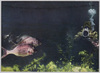 海底を遊泳する鳴門鯛/Naruto Sea Bream Swimming at the Bottom of the Sea image