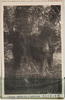 熱海公園の古樟/Old  Camphor Tree in Atami image