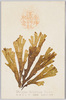 江島神社参拝紀念　あみぢくさ　褐藻類　あみぢくさ科/Memorial Picture Postcards Commemorating a Visit to the Enoshima Shrine, Amijikusa (Dictyota Dichotoma Auct. Japon), Brown Algae, Family Dictyotaceae, (Seaweed) image